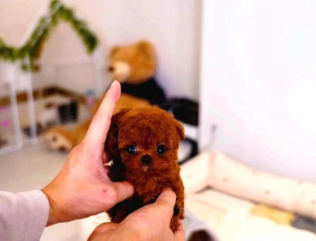 Super Star Toy Poodle Yavrularim - 8335