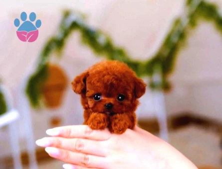 Super Star Toy Poodle Yavrularim - 8335 - Görsel 3