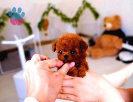 Super Star Toy Poodle Yavrularim - 8335 - Görsel 4
