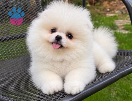 POMERANIAN ÜRETİM ÇİFTLİĞİNDEN - 10427