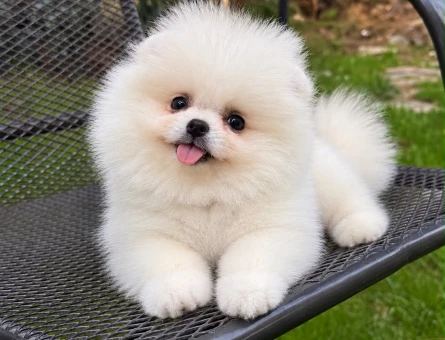POMERANIAN ÜRETİM ÇİFTLİĞİNDEN - 10427