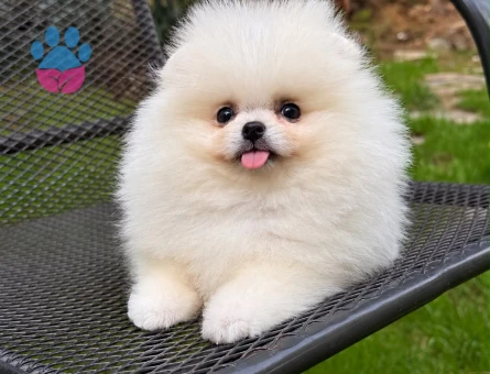 POMERANIAN ÜRETİM ÇİFTLİĞİNDEN - 10427 - Görsel 3