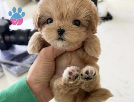 TOY POODLE YAVRULARIM - 10428 - Görsel 2