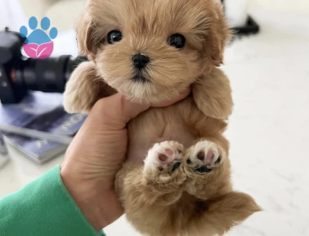 TOY POODLE YAVRULARIM - 10428 - Görsel 3