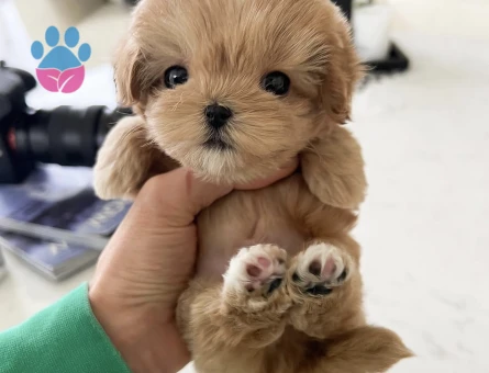 TOY POODLE YAVRULARIM - 10428 - Görsel 4