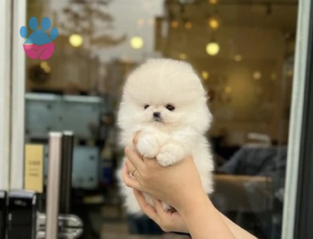 🐾EV ORTAMINDAN BOO - 10429
