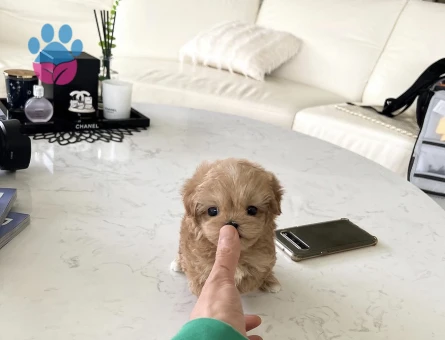 Minnos Toy Poodle Bebeklerimiz - 10430 - Görsel 2
