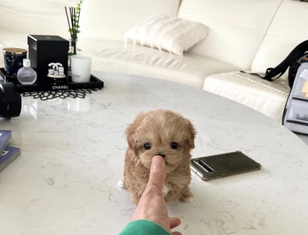 Minnos Toy Poodle Bebeklerimiz - 10430