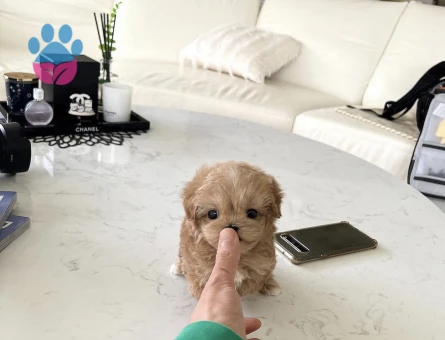 Minnos Toy Poodle Bebeklerimiz - 10430 - Görsel 3