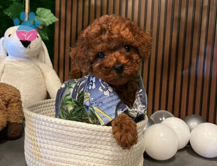 EV ORTAMINDAN KORE TOY POODLE - 10433 - Görsel 2