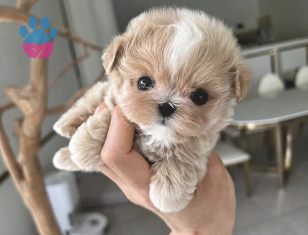 TOY POODLE YAVRULARIM - 10434 - Görsel 2