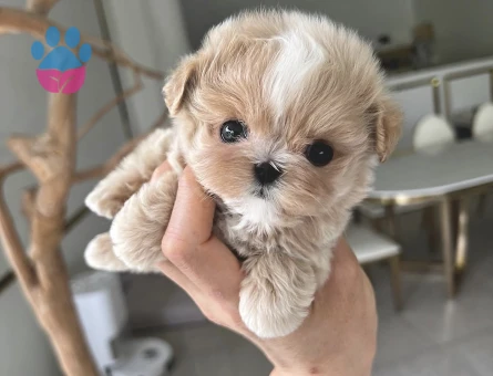 TOY POODLE YAVRULARIM - 10434 - Görsel 3