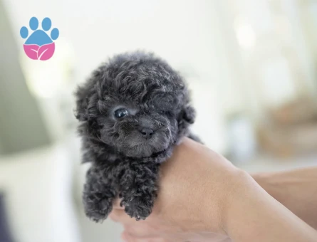 TOY POODLE YAVRULARIM - 10436 - Görsel 2