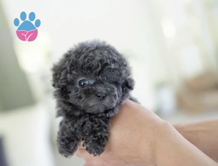 TOY POODLE YAVRULARIM - 10436 - Görsel 3
