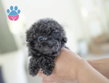 TOY POODLE YAVRULARIM - 10436 - Görsel 4