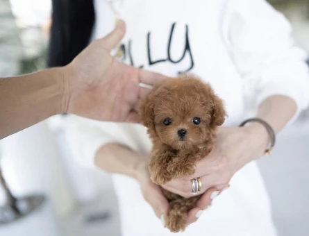 Kore  TOY POODLE YAVRULARIM - 10437