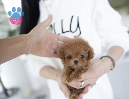 Kore TOY POODLE YAVRULARIM - 10437 - Görsel 4