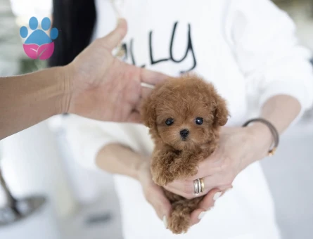 Kore TOY POODLE YAVRULARIM - 10437 - Görsel 3