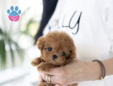 TOY POODLE YAVRULARIM - 10438 - Görsel 2