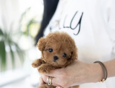 TOY POODLE YAVRULARIM - 10438