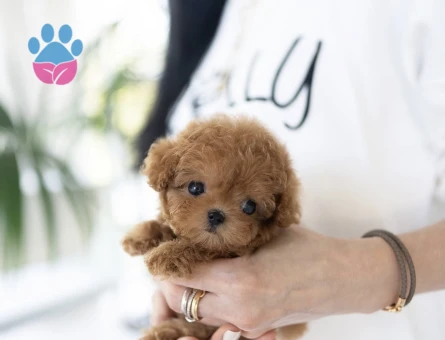 TOY POODLE YAVRULARIM - 10438 - Görsel 4