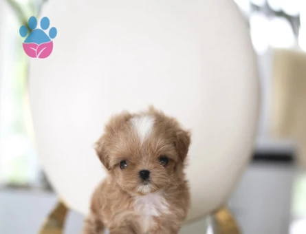 EN GÜZEL TOY POODLE - 10439 - Görsel 2