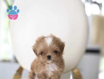 EN GÜZEL TOY POODLE - 10439 - Görsel 3