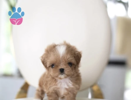 EN GÜZEL TOY POODLE - 10439 - Görsel 4