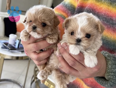 TOY POODLE YAVRULARIM - 10440 - Görsel 3