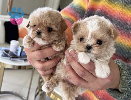 TOY POODLE YAVRULARIM - 10440 - Görsel 4