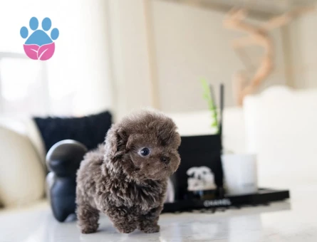 MAYA KIZIMIZIN MÜKEMMEL YAVRUSU TOY POODLE - 10442 - Görsel 2