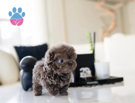 MAYA KIZIMIZIN MÜKEMMEL YAVRUSU TOY POODLE - 10442 - Görsel 3