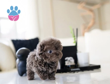 MAYA KIZIMIZIN MÜKEMMEL YAVRUSU TOY POODLE - 10442 - Görsel 4