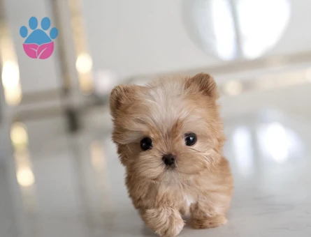 TOY POODLE SEVİMLİ YAVRULAR - 10444 - Görsel 2
