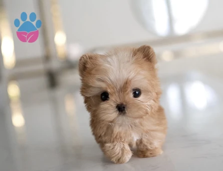 TOY POODLE SEVİMLİ YAVRULAR - 10444 - Görsel 3