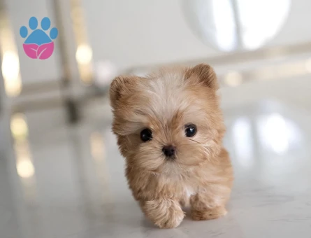 TOY POODLE SEVİMLİ YAVRULAR - 10444 - Görsel 4