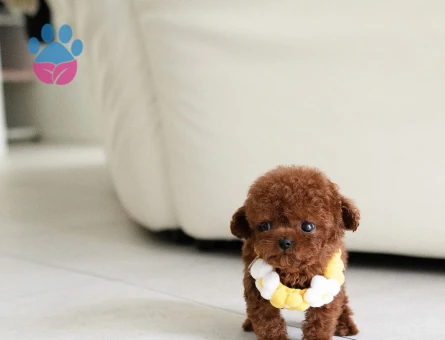 RED TOY POODLE SEVİMLİ YAVRULAR - 10445 - Görsel 3