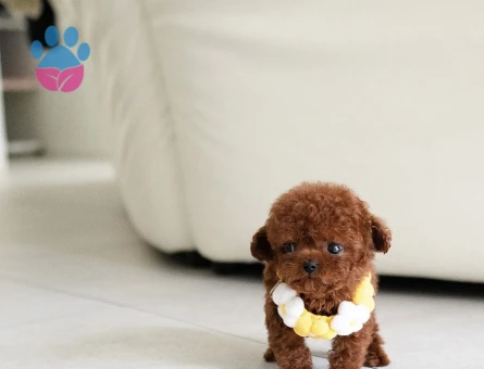 RED TOY POODLE SEVİMLİ YAVRULAR - 10445 - Görsel 2