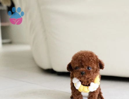 RED TOY POODLE SEVİMLİ YAVRULAR - 10445 - Görsel 4