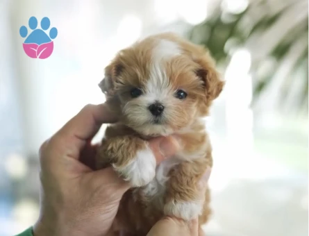 TOY POODLE SEVİMLİ YAVRULAR - 10446 - Görsel 2