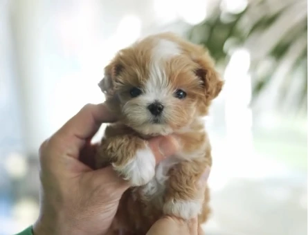 TOY POODLE SEVİMLİ YAVRULAR - 10446