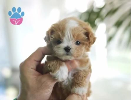 TOY POODLE SEVİMLİ YAVRULAR - 10446 - Görsel 3