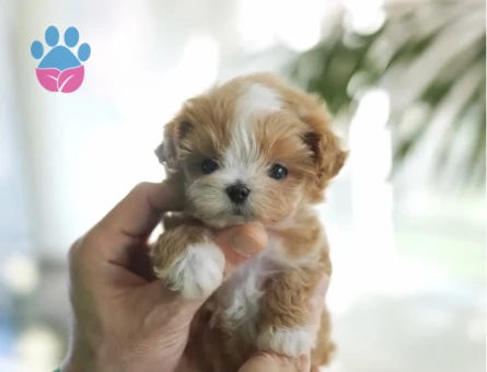 TOY POODLE SEVİMLİ YAVRULAR - 10446 - Görsel 4