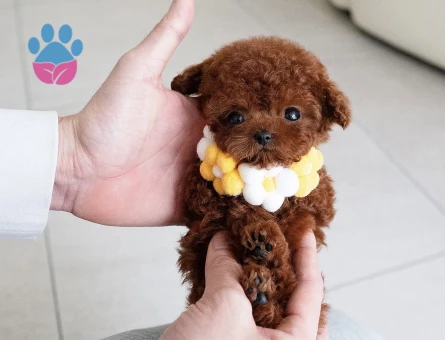 KOREAN TOY POODLE YAVRULARIM - 10447 - Görsel 2