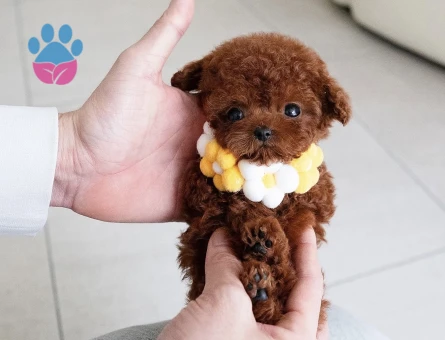 KOREAN TOY POODLE YAVRULARIM - 10447 - Görsel 3