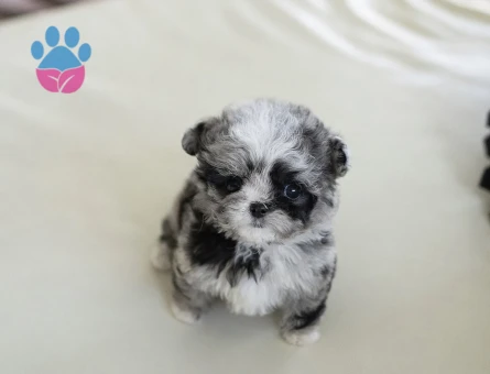 Minnos Toy Poodle Bebeklerimiz - 10448 - Görsel 2