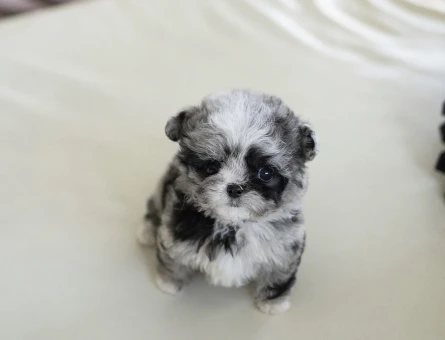 Minnos Toy Poodle Bebeklerimiz - 10448