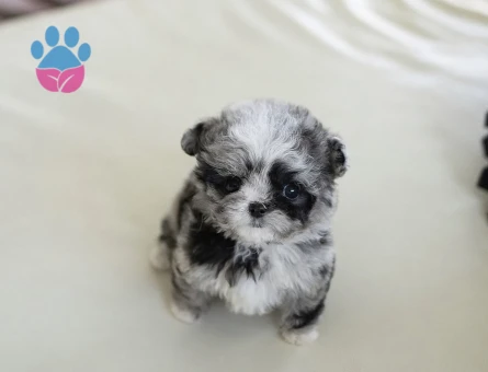 Minnos Toy Poodle Bebeklerimiz - 10448 - Görsel 3