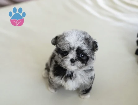 Minnos Toy Poodle Bebeklerimiz - 10448 - Görsel 4