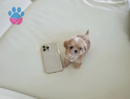 TOY POODLE BEBEKLERİM - 10449 - Görsel 2